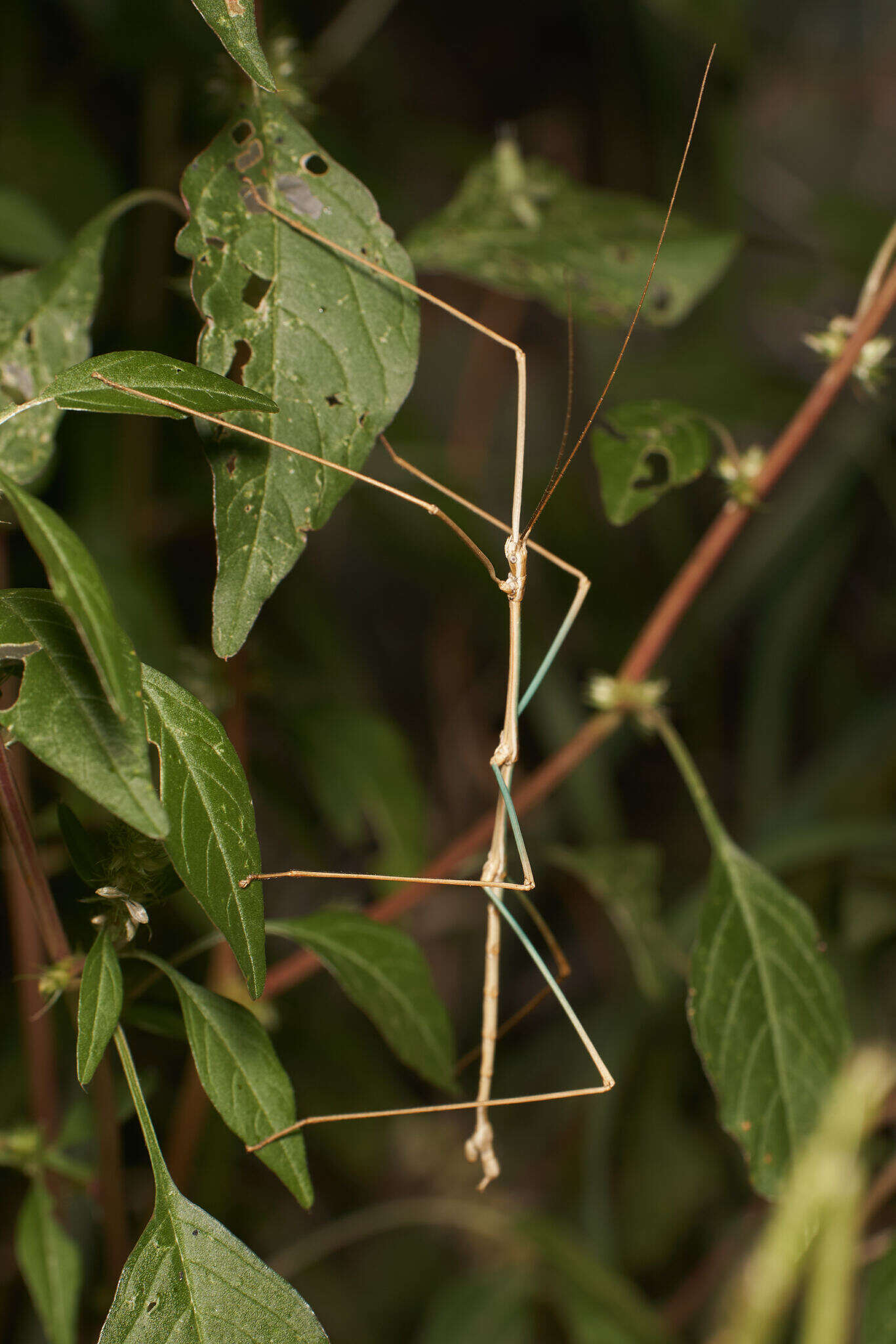 Image of Arizona Walkingstick