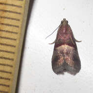 Acrobasis exsulella Zeller 1848 resmi