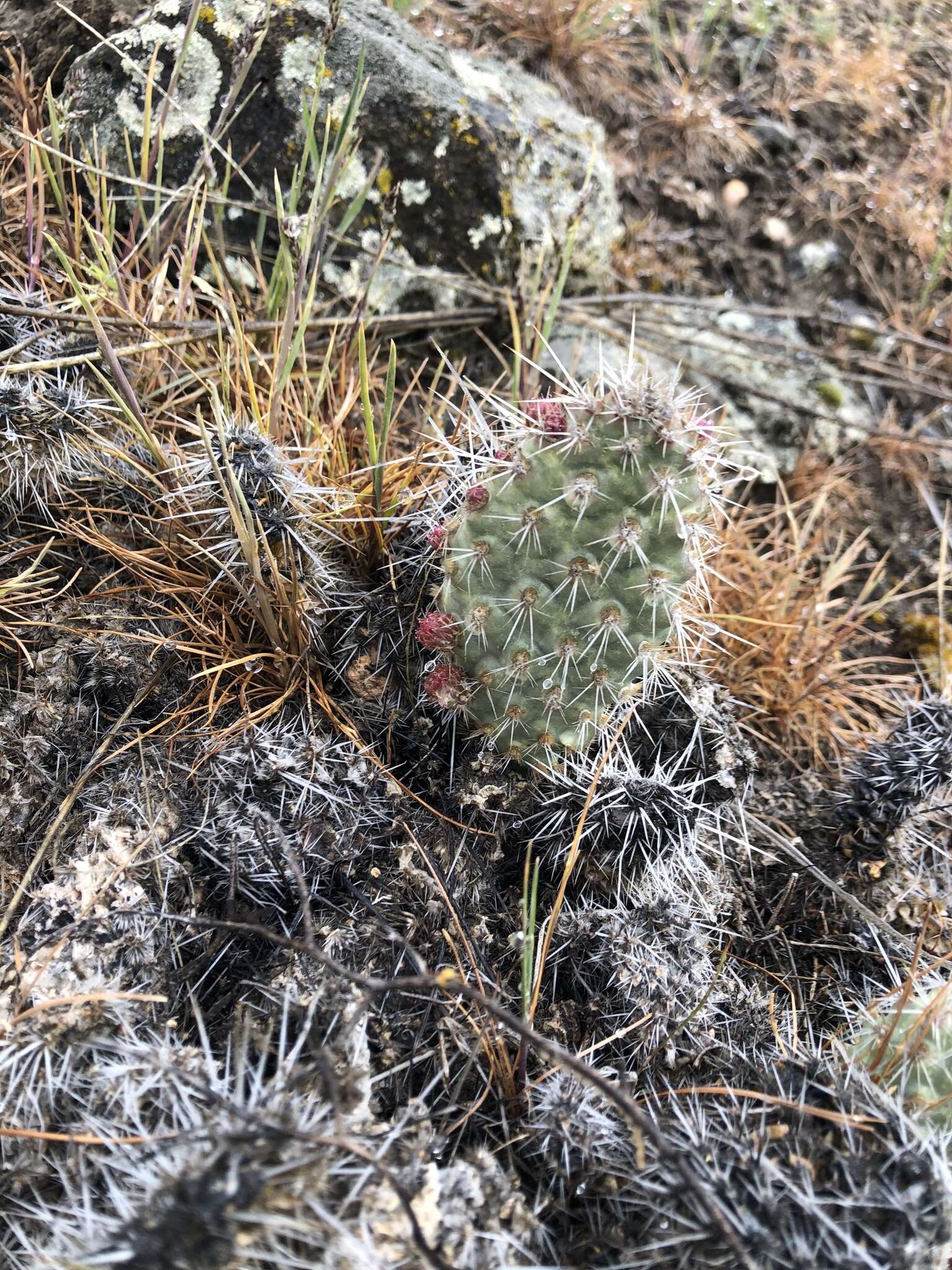 Image of grizzleybear pricklypear