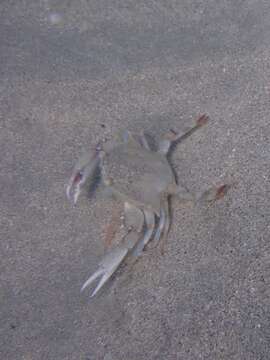 Image of ornate blue crab