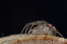 Image of Araneus guttulatus (Walckenaer 1841)