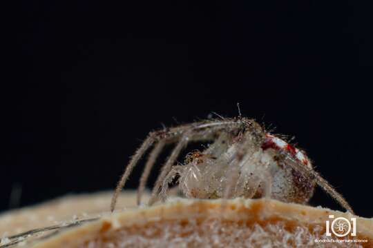 Imagem de Araneus guttulatus (Walckenaer 1841)