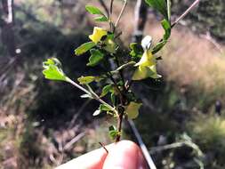 Image de Dodonaea triangularis Lindl.