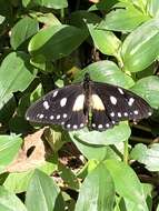 Image de Papilio jacksoni Sharpe 1891