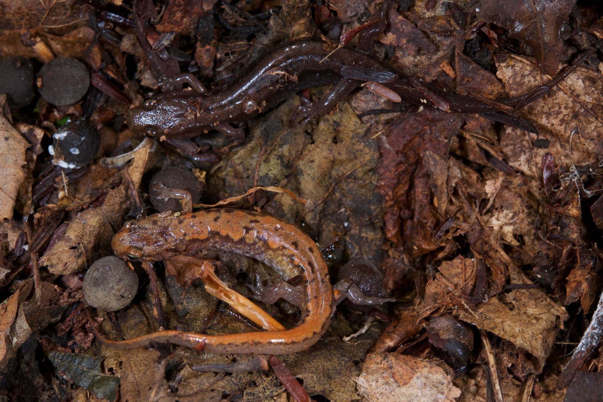 Image of Desmognathus orestes Tilley & Mahoney 1996