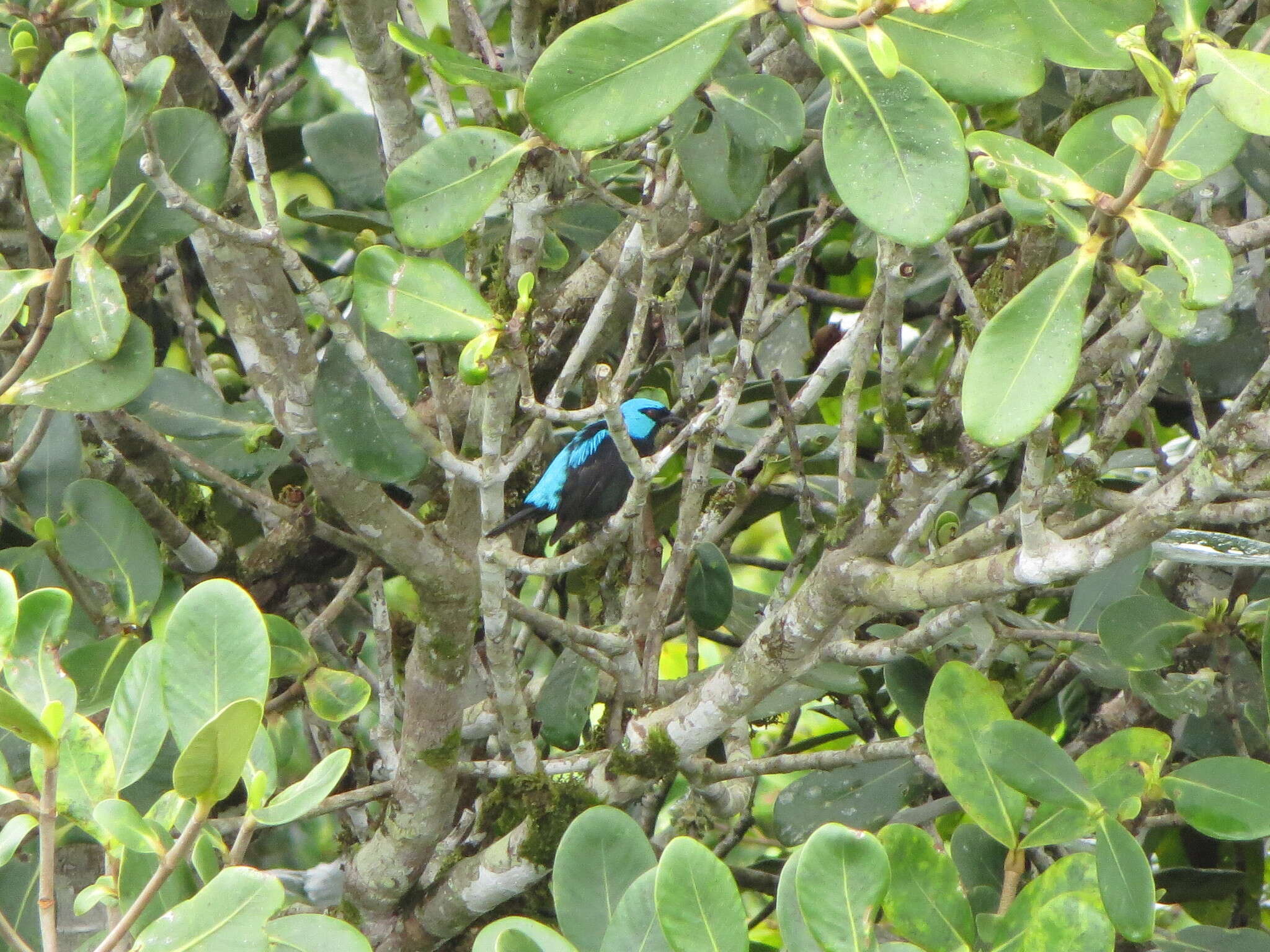 Image of Scarlet-thighed Dacnis