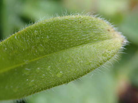 Image of Myosotis explanata Cheeseman