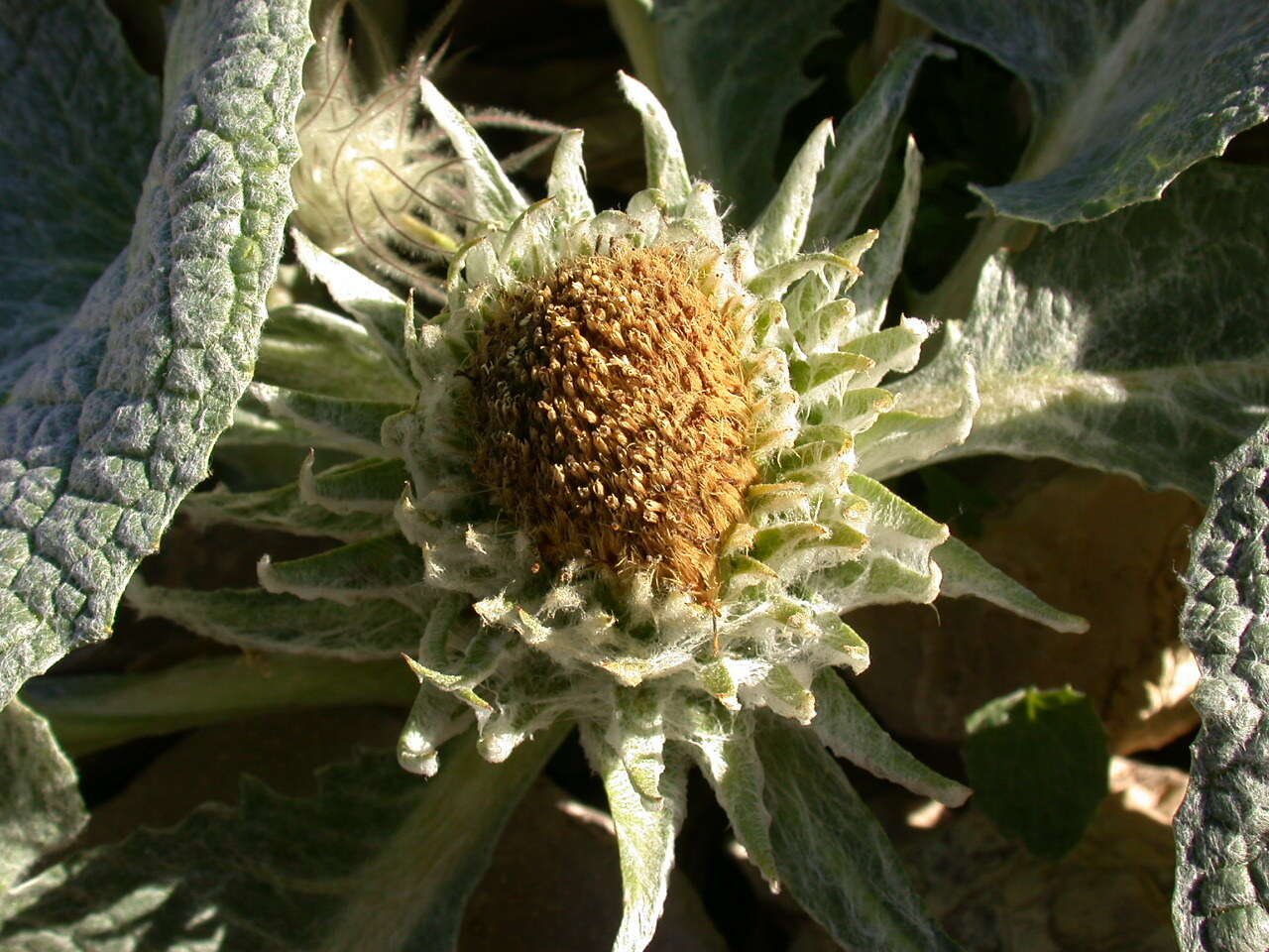 Image of Berardia lanuginosa (Lam.) Fiori & Paol.