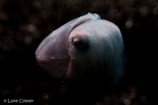 Image of Broadclub Cuttlefish