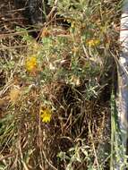 Image of hoary false goldenaster