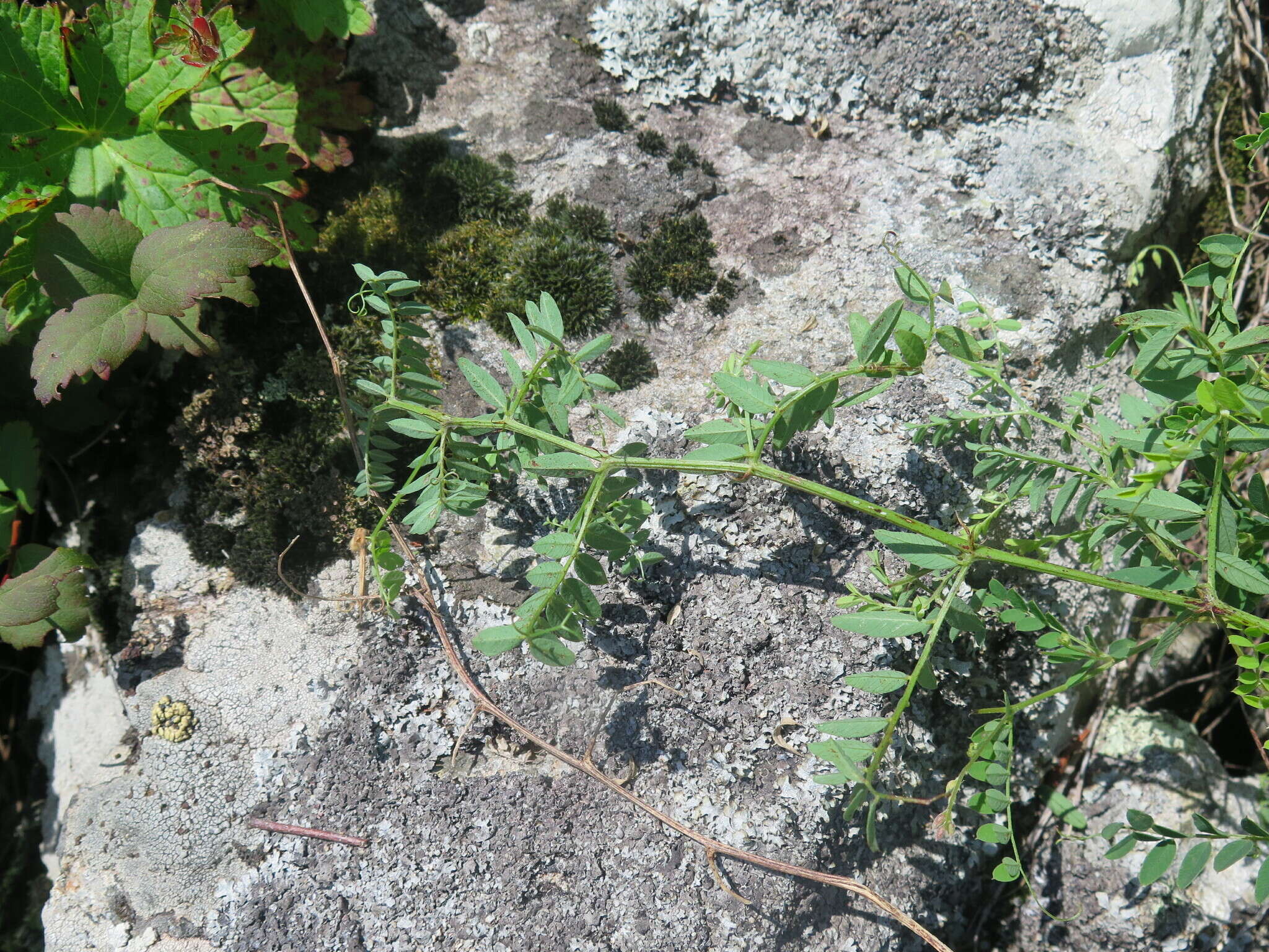 Image of Vicia japonica A. Gray