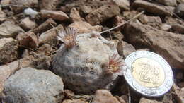 Image of Lace-spine Nipple Cactus