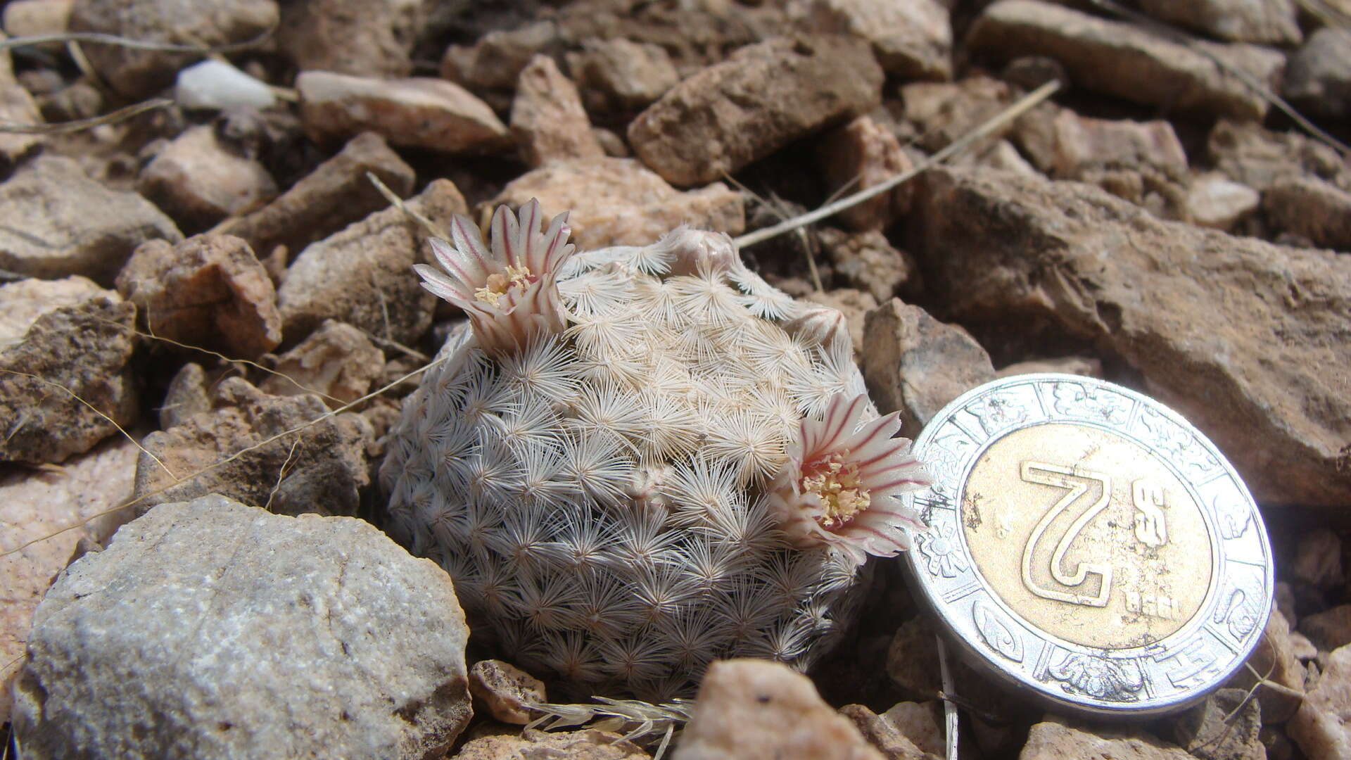 Image of Lace-spine Nipple Cactus