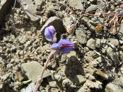 Image of Lupinus altimontanus C. P. Sm.