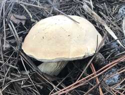 Sivun Austroboletus subflavidus (Murrill) Wolfe 1980 kuva