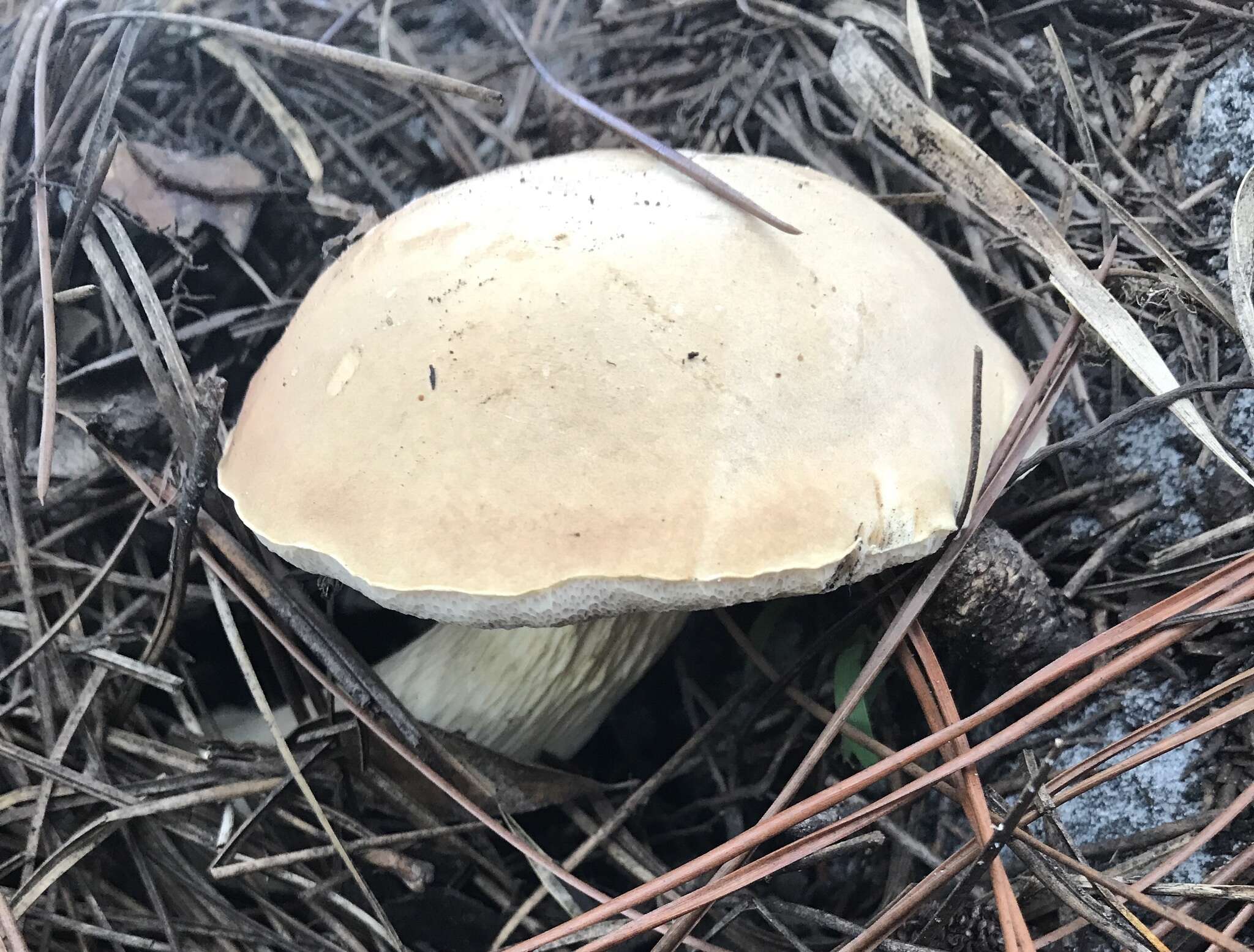 Sivun Austroboletus subflavidus (Murrill) Wolfe 1980 kuva