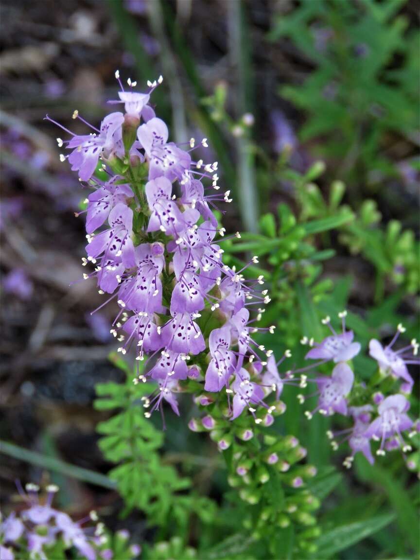 Image of Florida balm