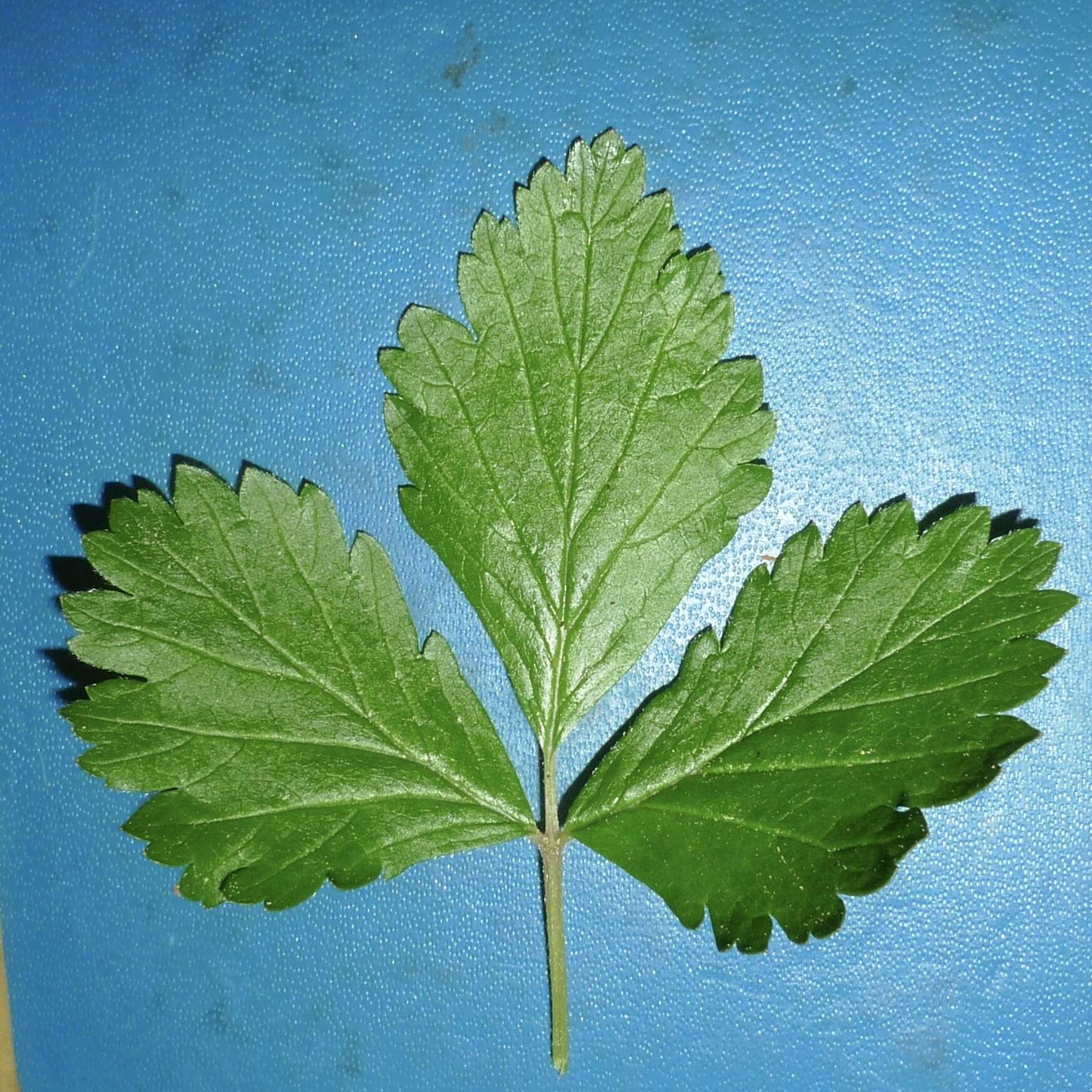 Image de Rubus arcticus subsp. acaulis (Michx.) Focke