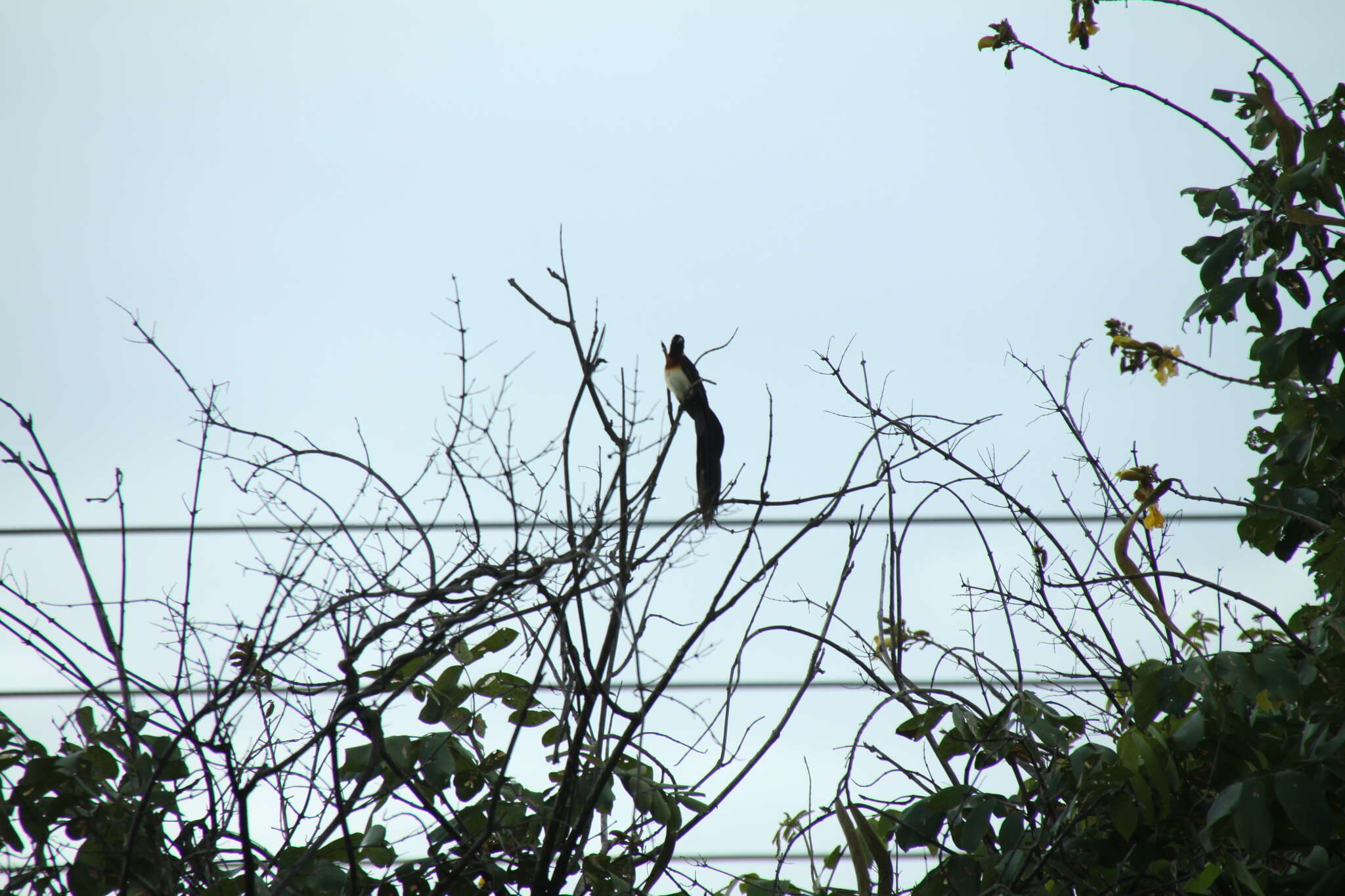 Image of Broad-tailed Paradise Whydah