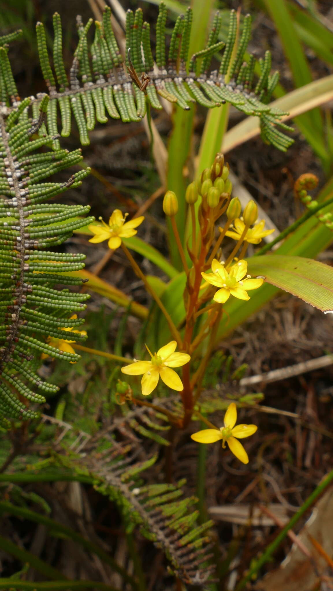 Image of Bulbinella modesta L. B. Moore