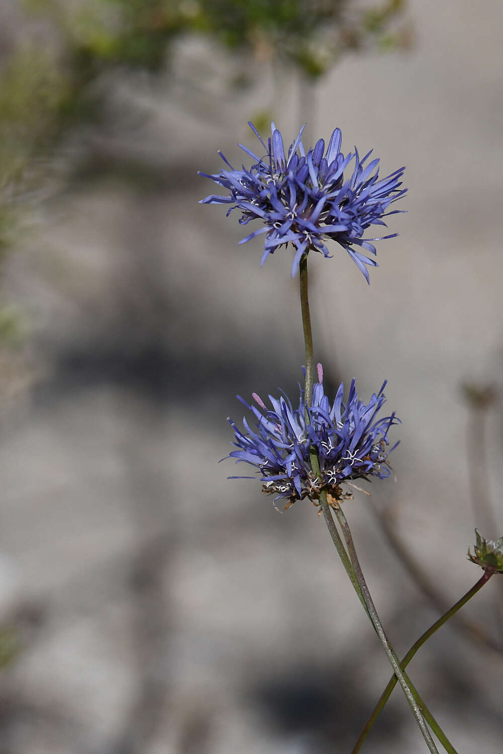 Image of Jasione heldreichii Boiss. & Orph.