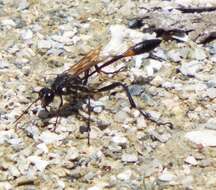 Image of Ammophila procera Dahlbom 1843