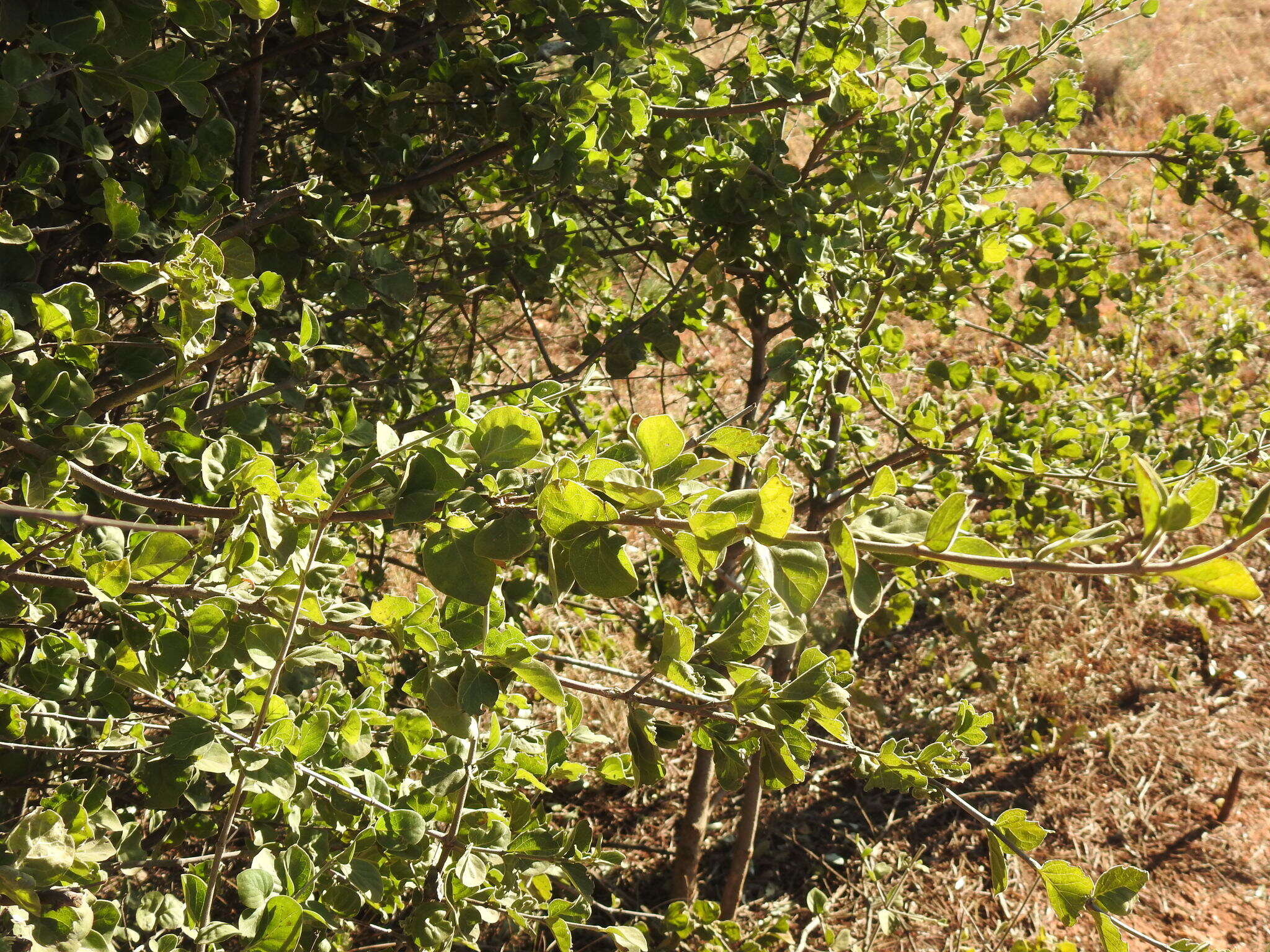 Image of Afrocanthium gilfillanii (N. E. Br.) Lantz