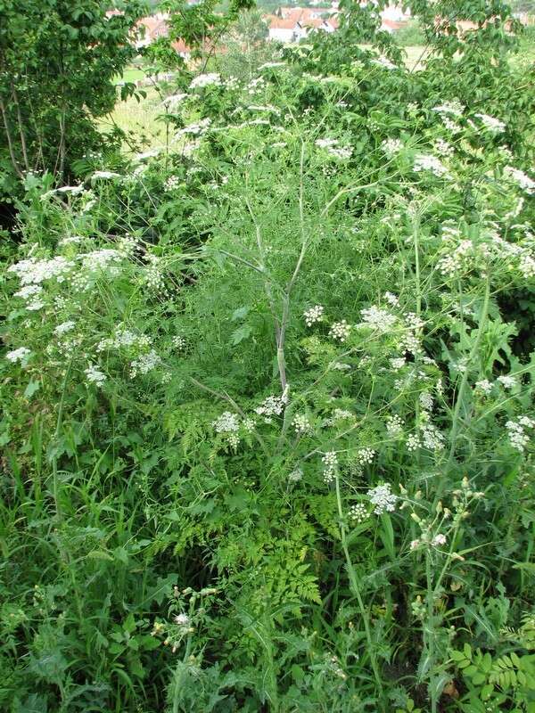 Image of bulbous chervil