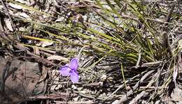 Image of Patersonia sericea var. sericea