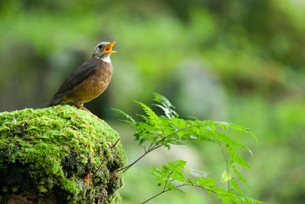 <i>Turdus niveiceps</i>的圖片