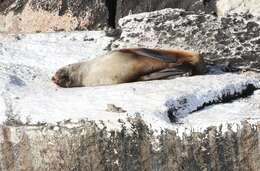 Image of Afro-Australian Fur Seal