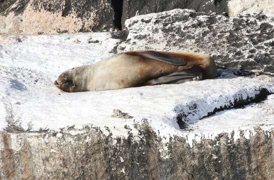 Image of Afro-Australian Fur Seal