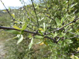 Image of Olearia odorata Petrie