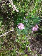 Imagem de Indigofera cytisoides Thunb.