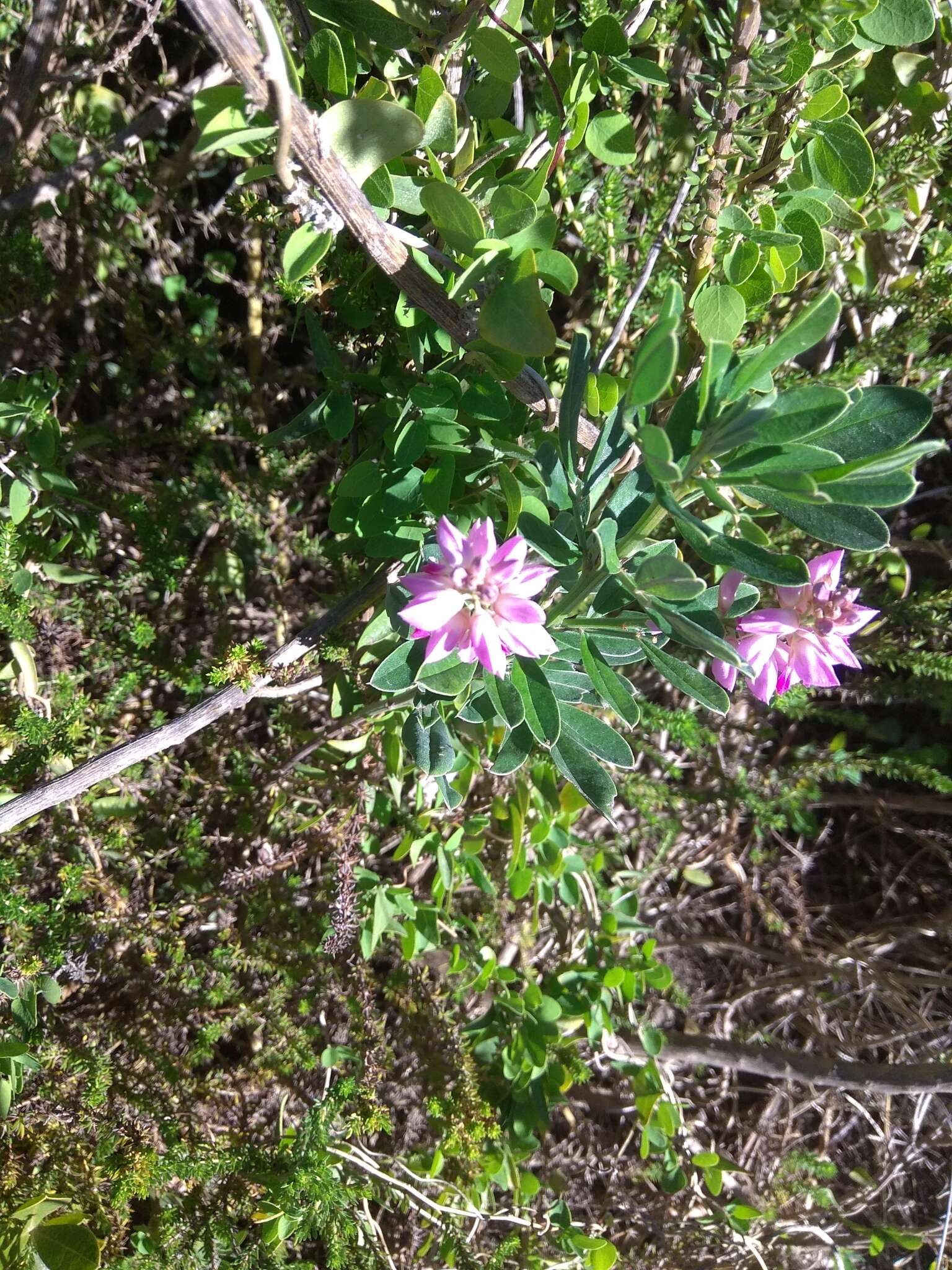 Imagem de Indigofera cytisoides Thunb.