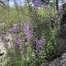 Слика од Liatris gracilis var. gholsonii (L. C. Anderson) D. B. Ward