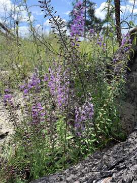 Image of Gholson's blazing star