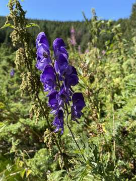 Слика од Aconitum napellus subsp. vulgare Rouy & Fouc.