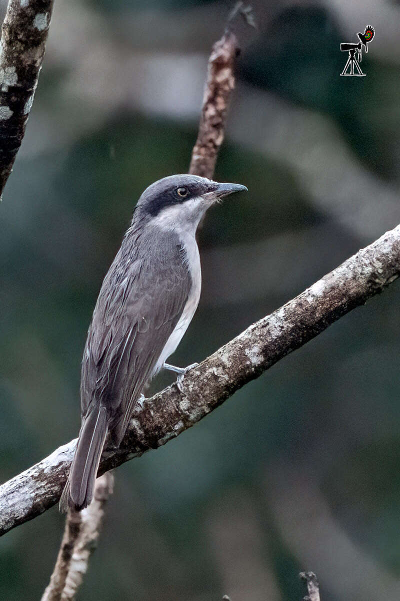 Image of Malabar Woodshrike