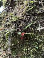 Image of Carite babyboot orchid