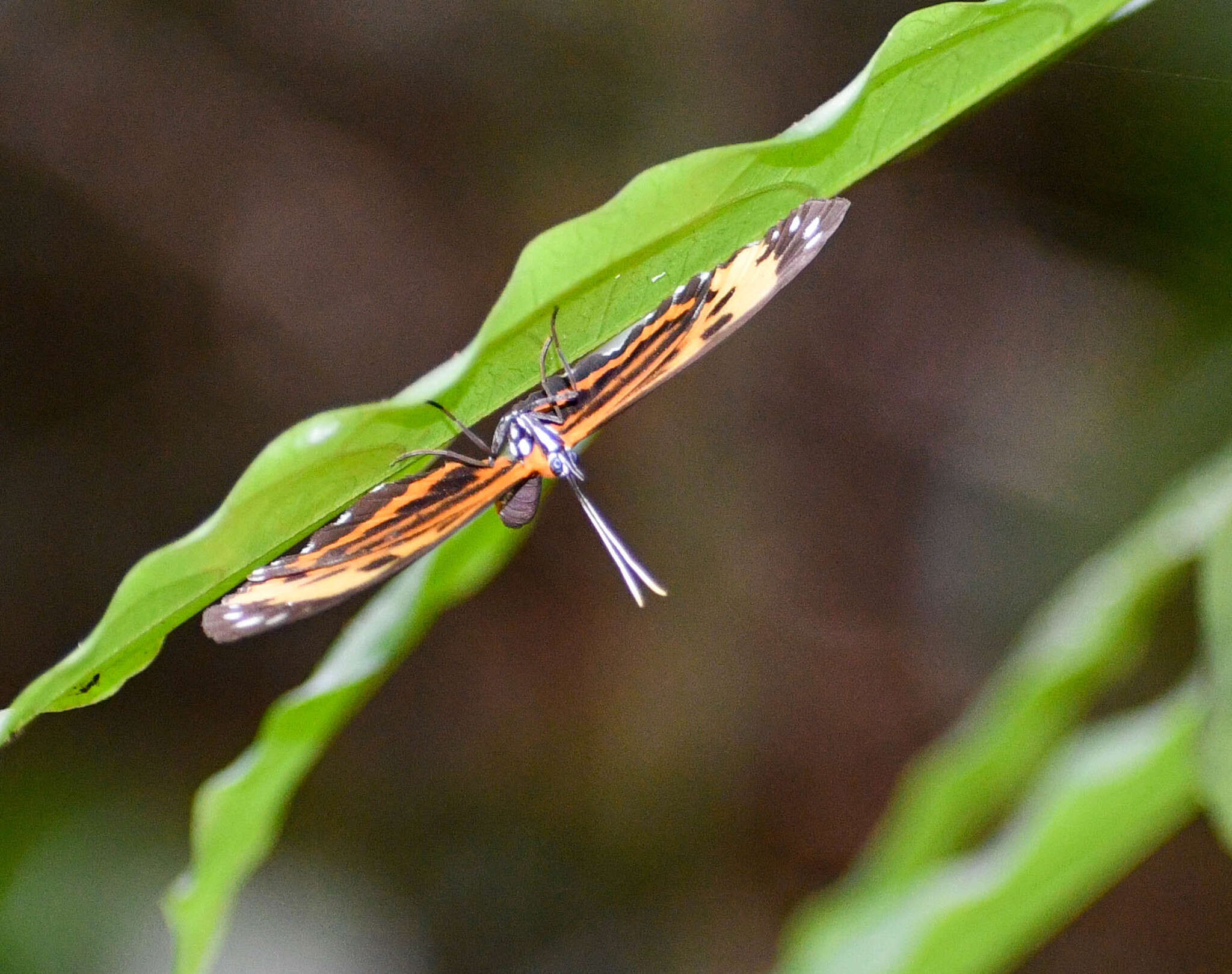 Stalachtis calliope (Linnaeus 1758) resmi