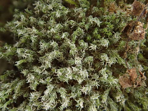 Image of eucladium moss