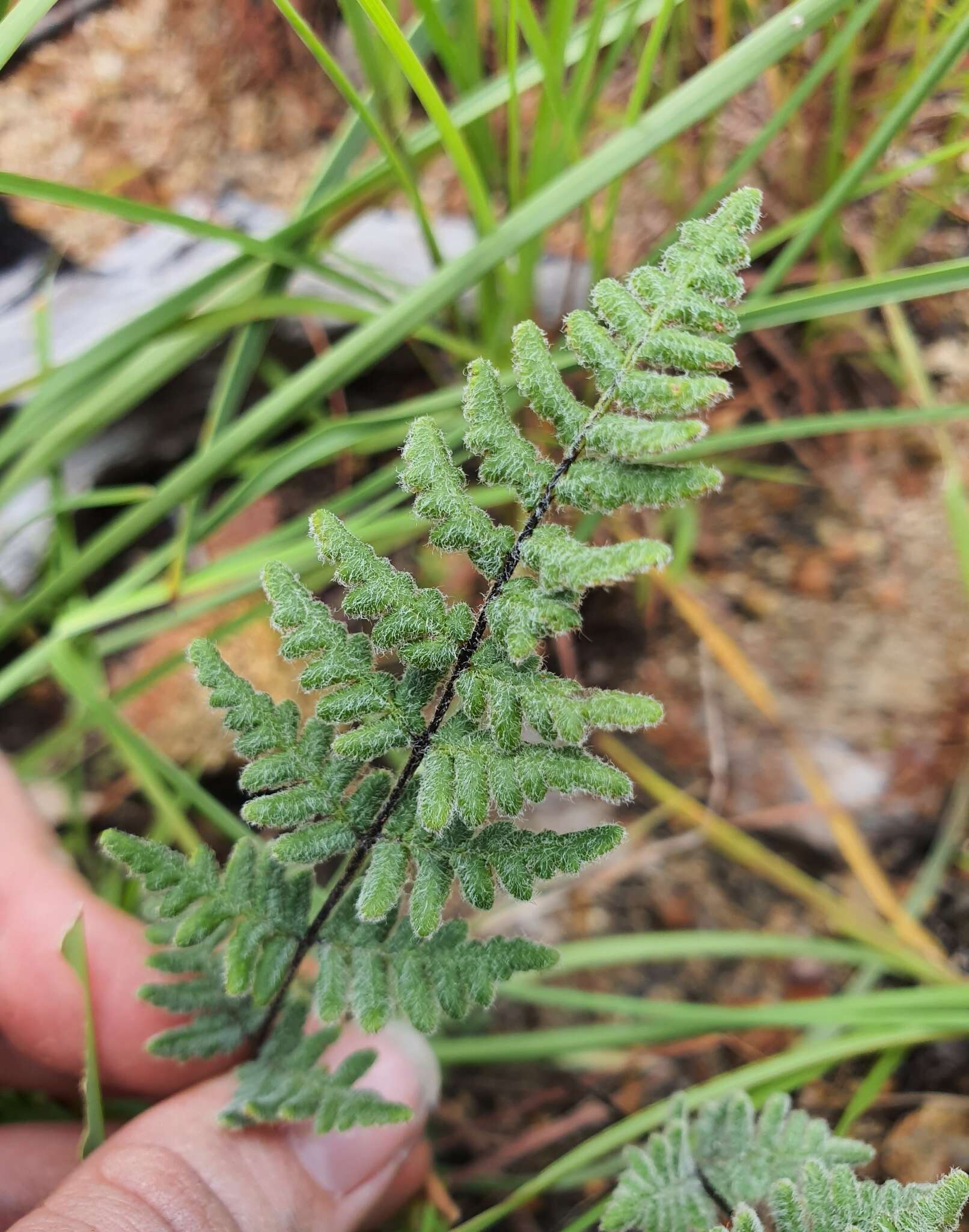 Image de Cheilanthes brownii (Desv.) Domin