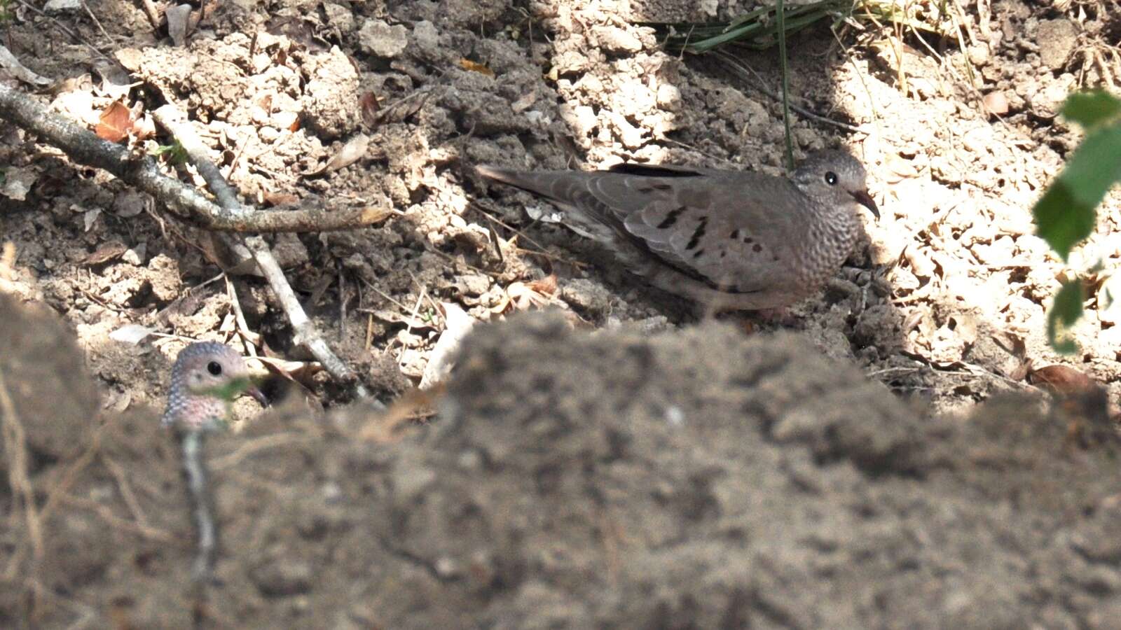 Plancia ëd Columbina passerina (Linnaeus 1758)