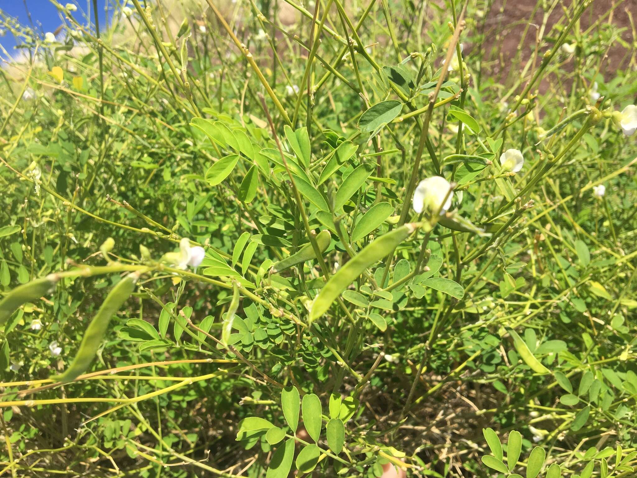 Image of white hoarypea