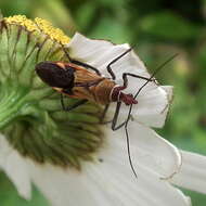 Image of Hediocoris tibialis (Stål 1855)