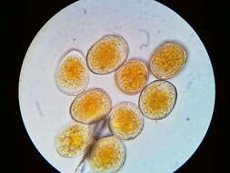 Image de Puccinia asparagi DC. 1805