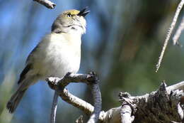 Image of Vireo griseus bermudianus Bangs & Bradlee 1901