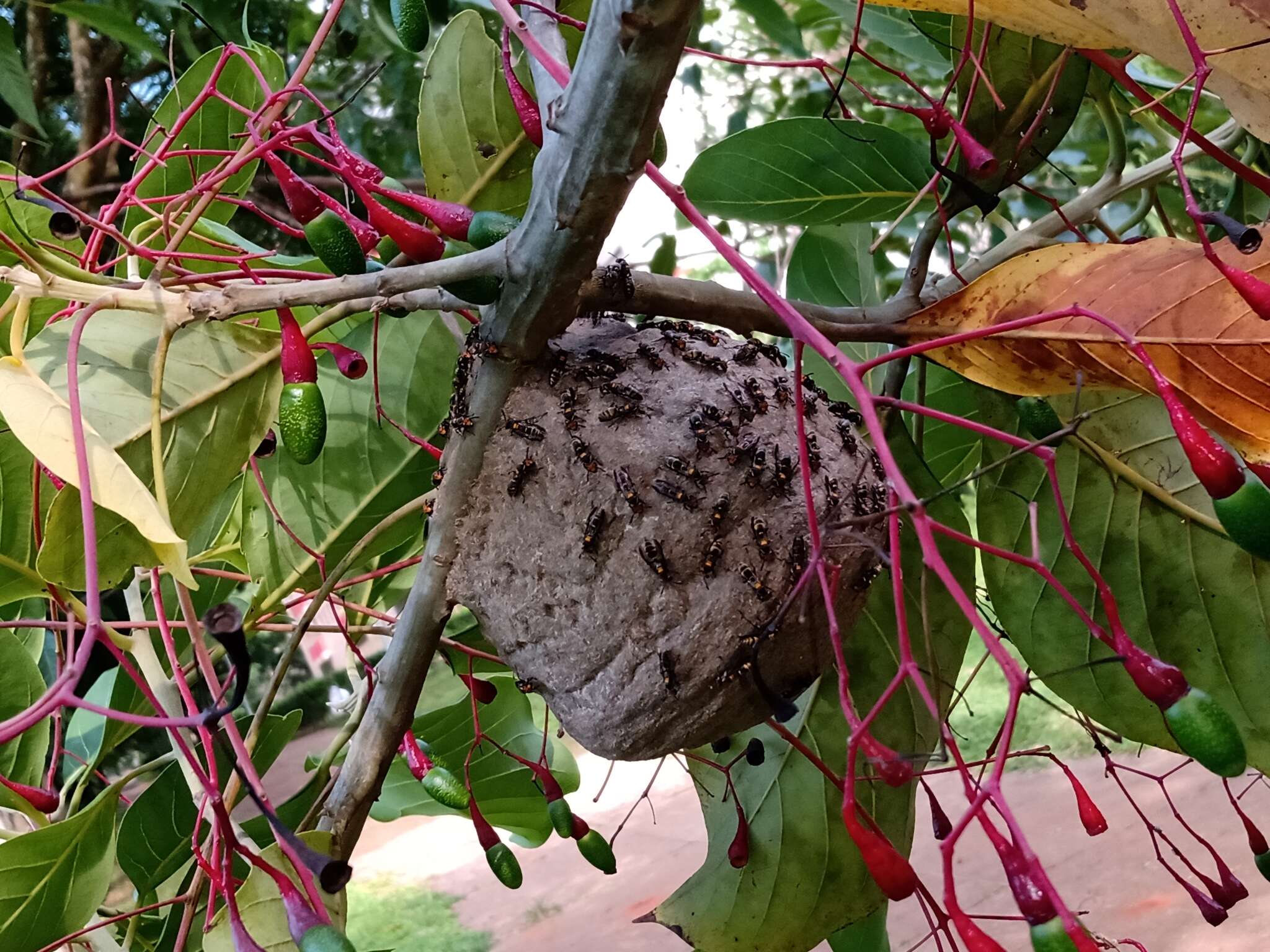 Слика од Polybia erythrothoraxla Richards 1978