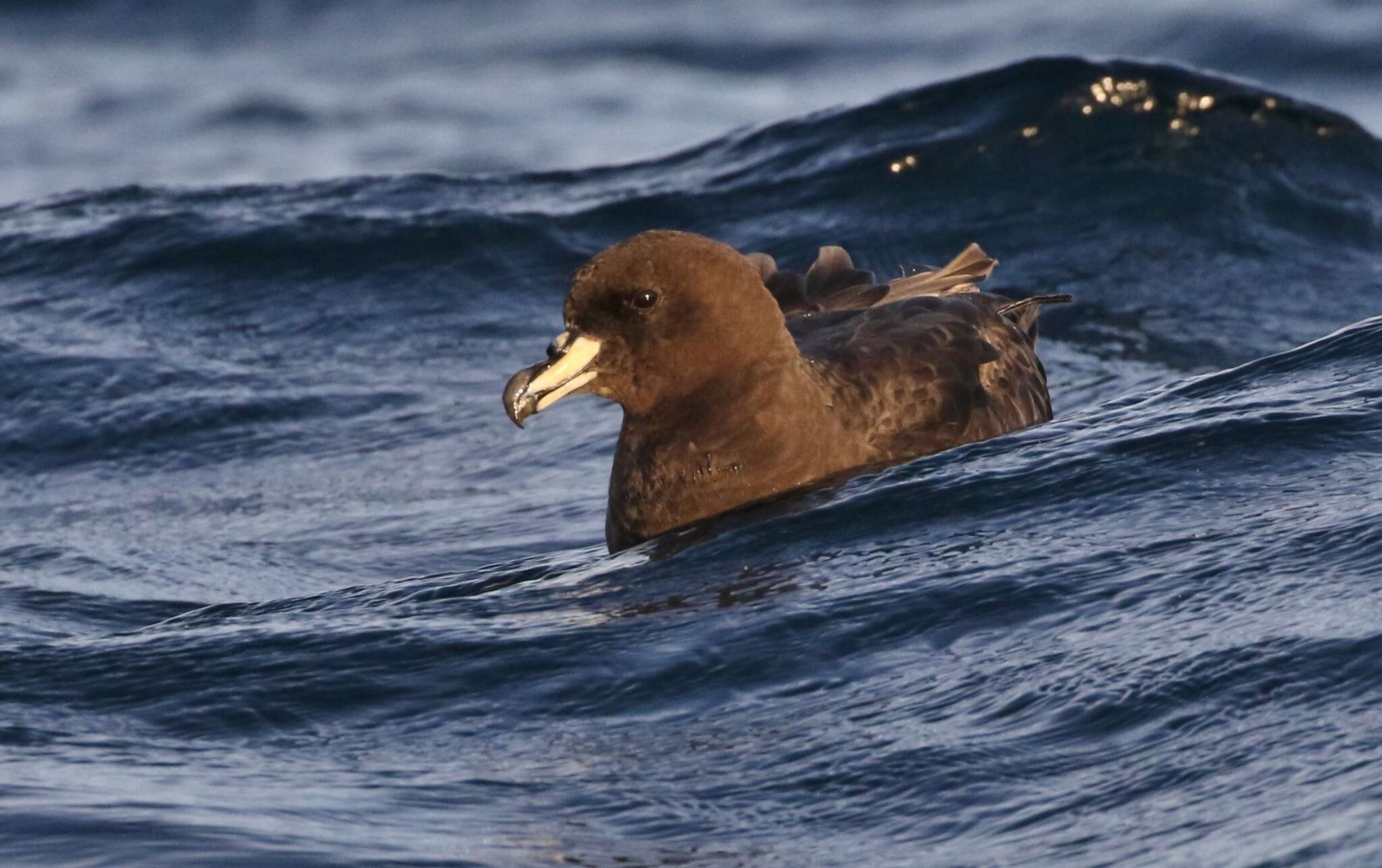 Image of Westland Black Petrel